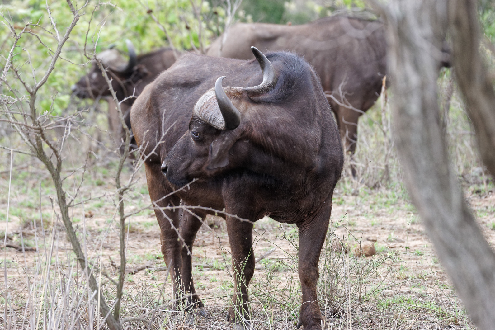 20161113 090245 Kaffernbüffel